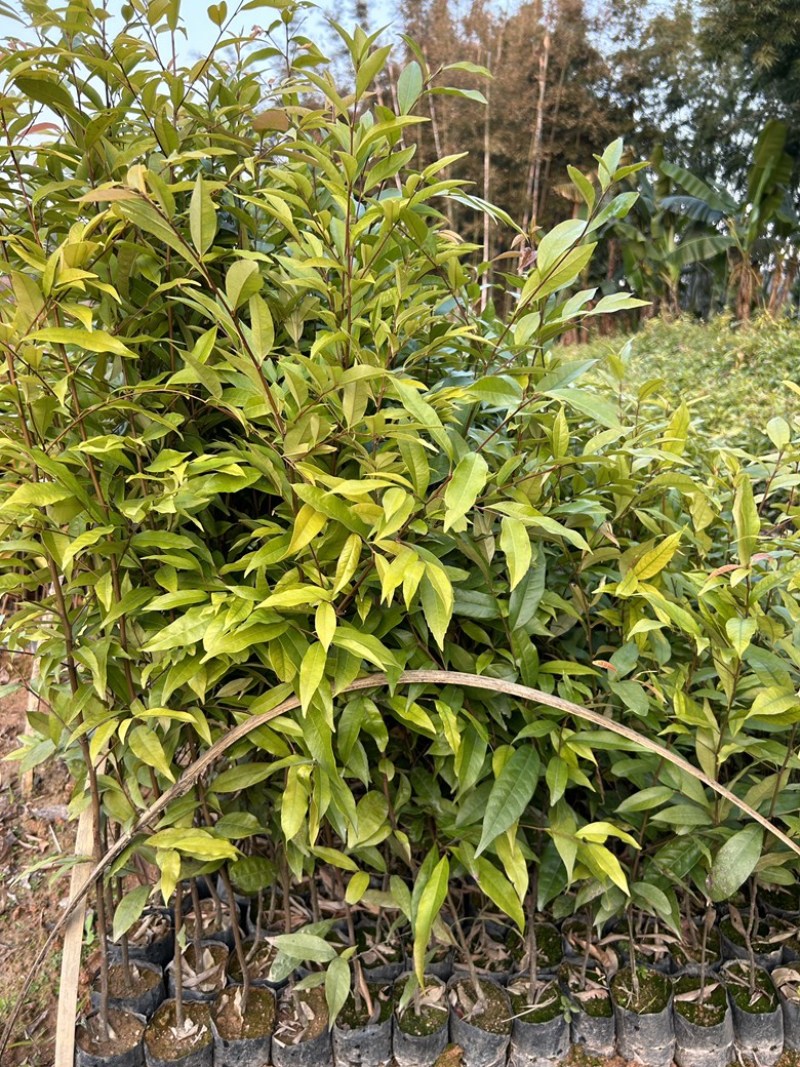 红椎杯苗实地现拍绿化苗木量大从优可视频看货