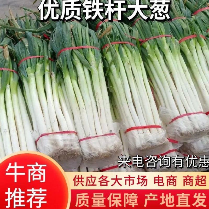 2023新野大葱新最价格行情走势新野钢葱铁杆大葱长白大葱