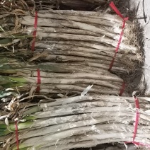 长白大葱