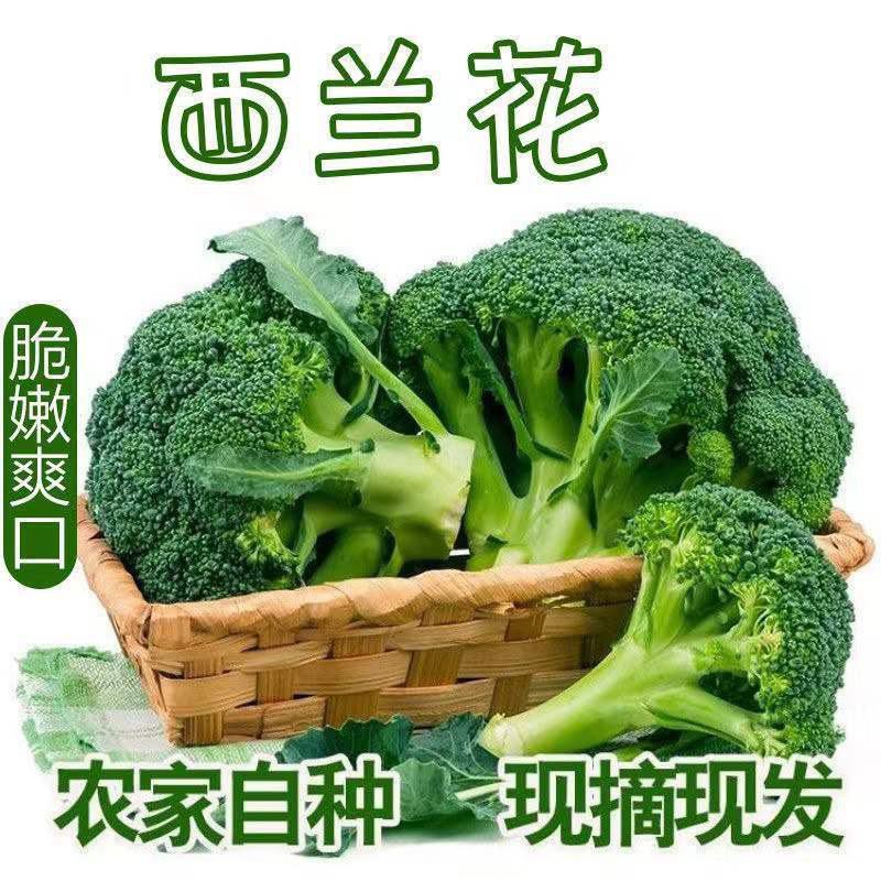 精品西兰花现摘现发农家种植货源充足大量供应