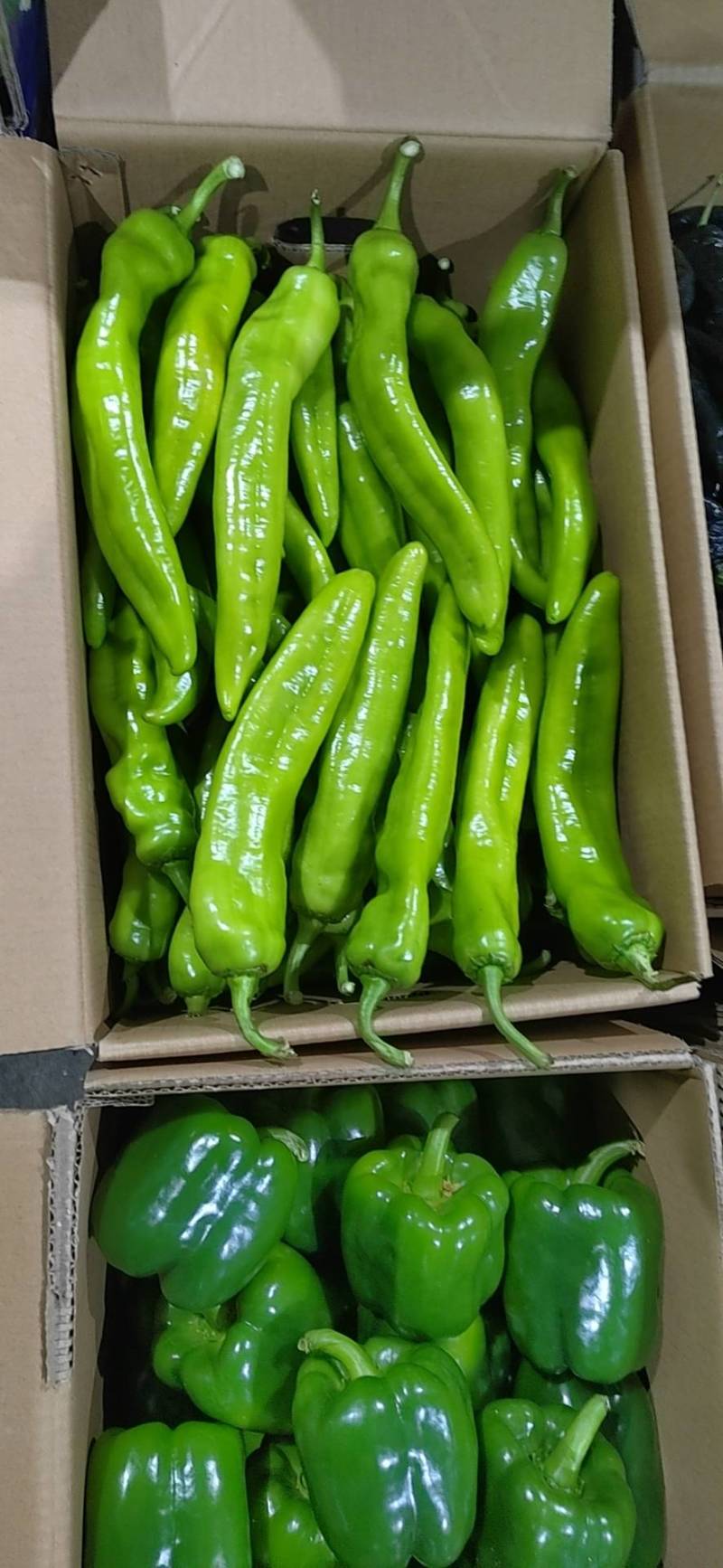 薄皮126苏椒上市，需要的联系。基地直供，精品果蔬。