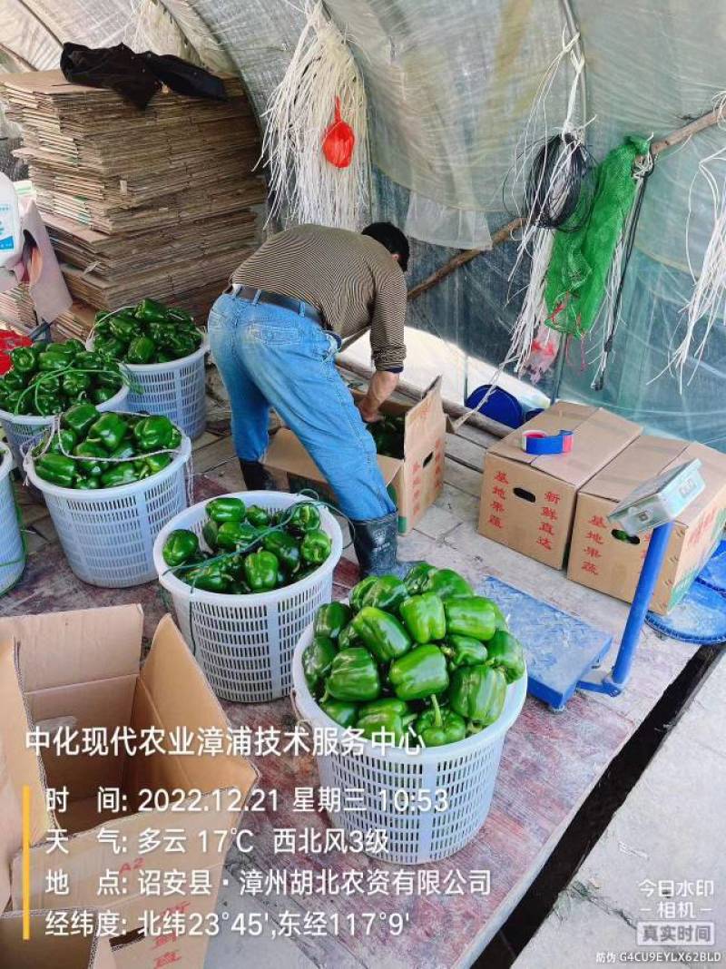薄皮126苏椒上市，需要的联系。基地直供，精品果蔬。