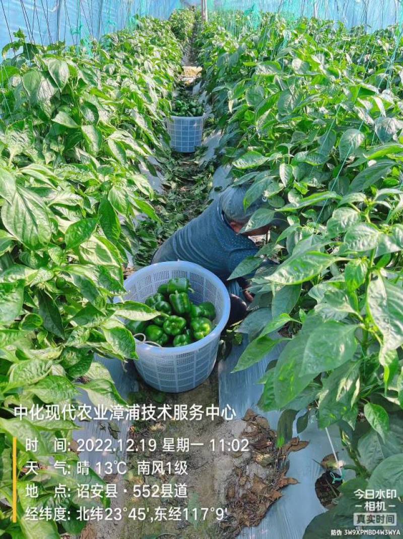 薄皮126苏椒上市，需要的联系。基地直供，精品果蔬。