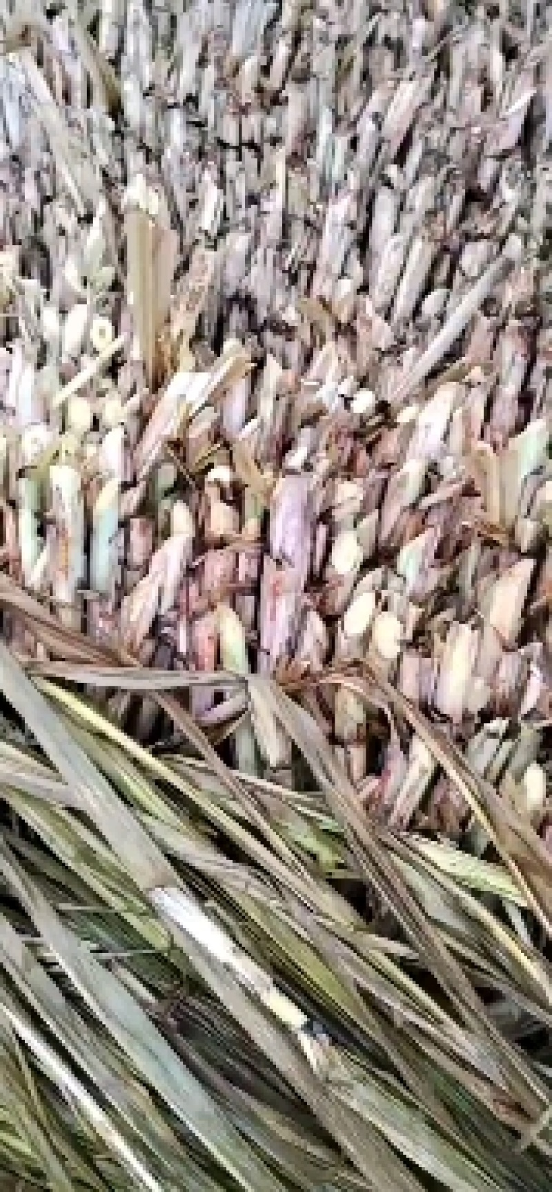 黑皮甘蔗种，购买种子提供后期种植技术辅导