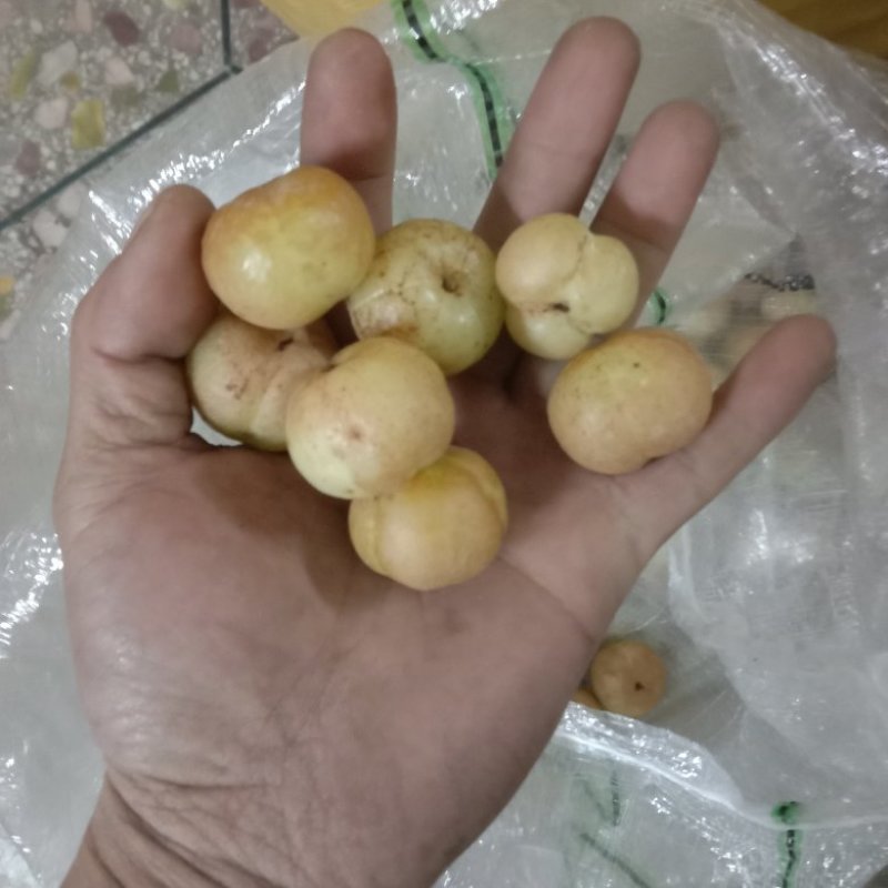 金灶冰甜油甘