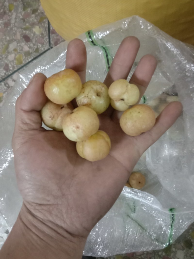 金灶冰甜油甘
