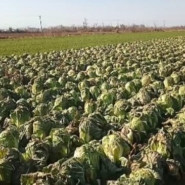 精品白菜