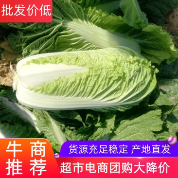 大量供应北京三号白菜，黄心大白菜，品质好价格低货源充足