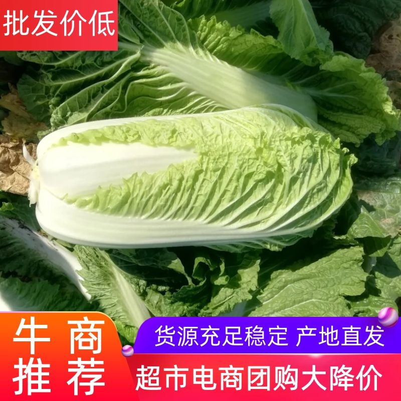 山东济南北京新三号白菜、玲珑黄、产地直发货源充足稳定