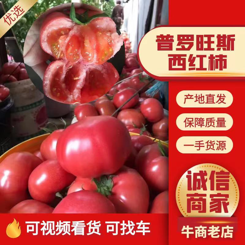 海阳市普罗旺斯口感西红柿番茄沙瓤
