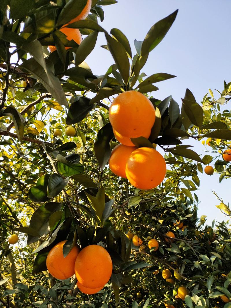 广西产地红江橙，大量上市，皮薄，汁多，肉厚，甜度高，