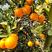 广西产地红江橙，大量上市，皮薄，汁多，肉厚，甜度高，