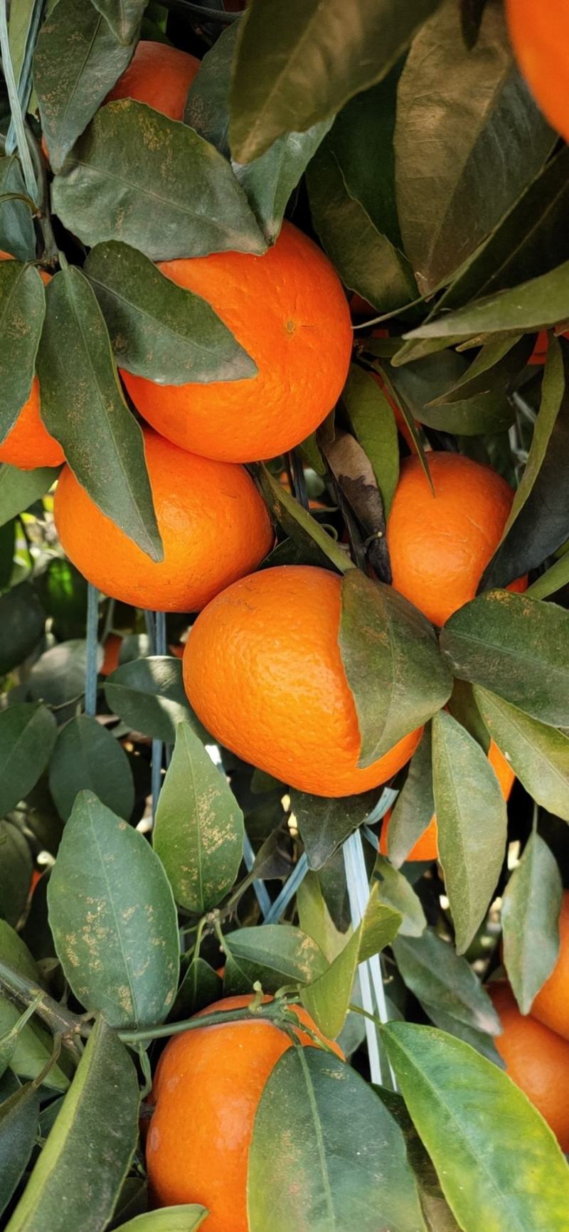 广西南宁市崇左沃柑大量上市中，皮薄肉厚，水份足，甜度高