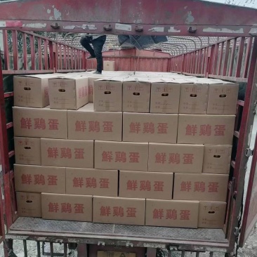 红壳蛋规模场，鸡场直装直发，可电议