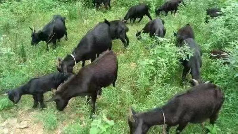 大量批发羊腿黑山羊羊腿买3斤送半斤京东广东省内