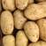 沃土5号，希森，V7荷兰土豆，量大、价格不高，欢迎联系