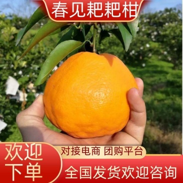 四川眉山春见耙耙柑2/5/8斤代发微商团购直播供货