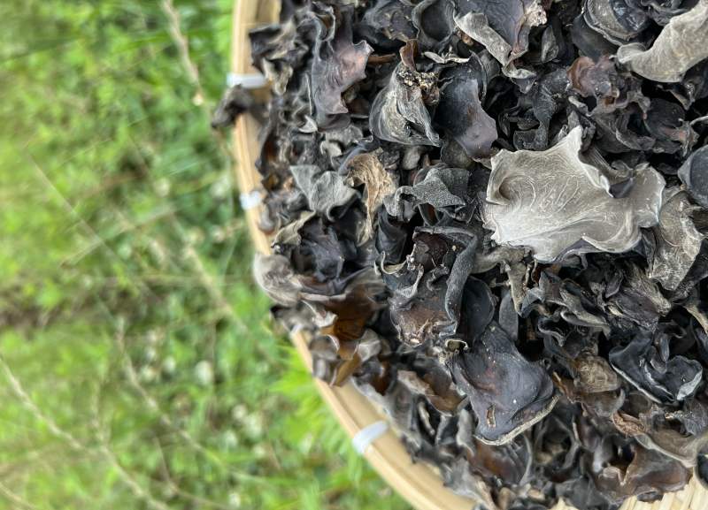 云南特产哀牢山原始森林黑木耳产地货源大量批发