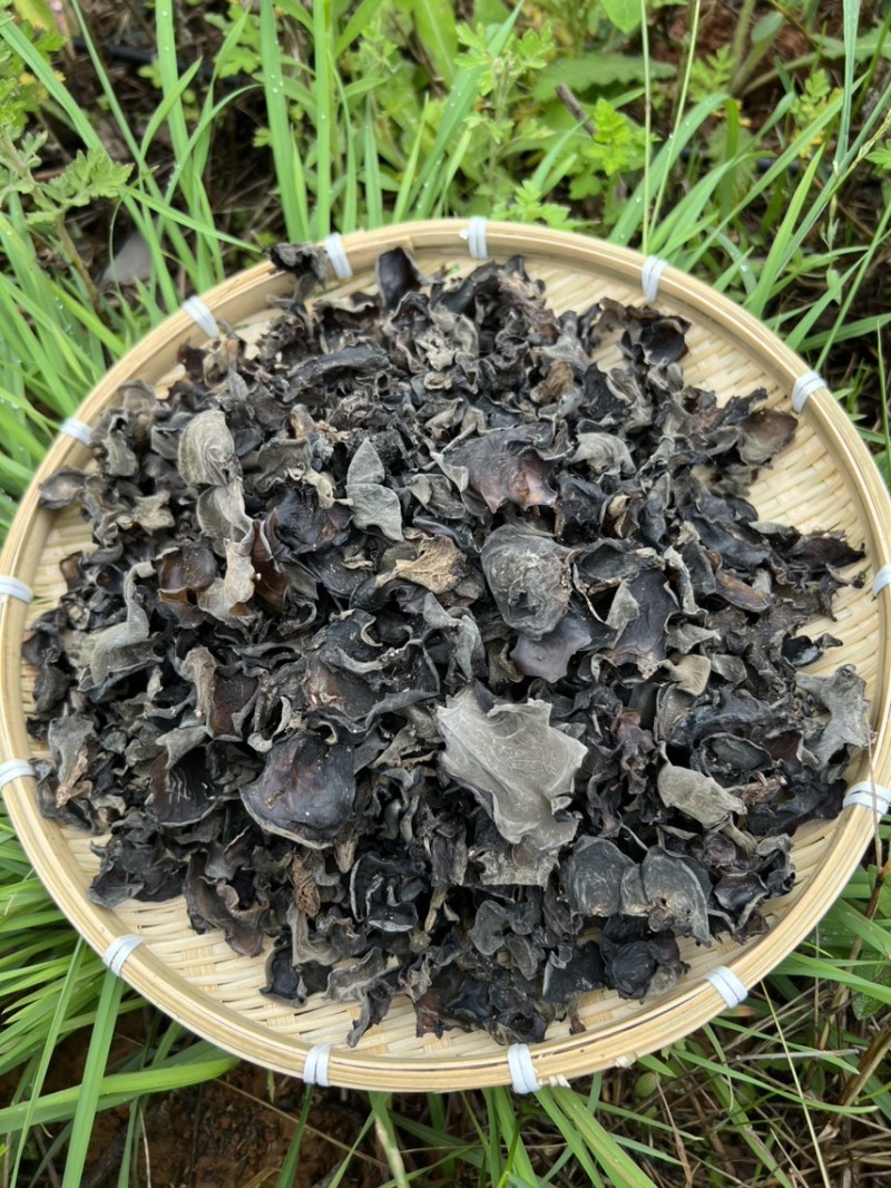 云南特产哀牢山原始森林黑木耳产地货源大量批发