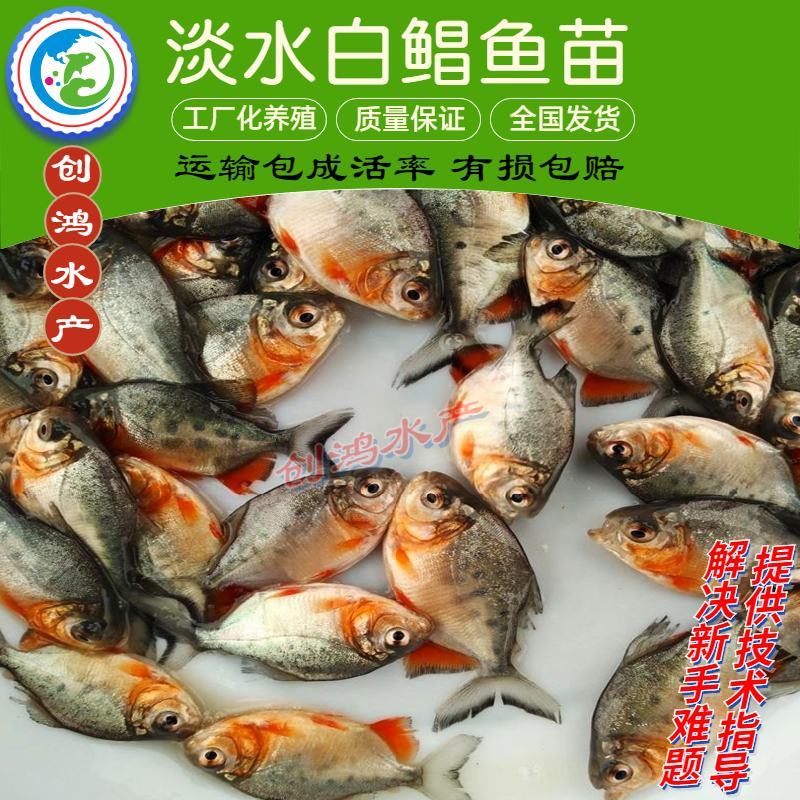 【2023新苗】淡水白鲳鱼苗红鲳鱼苗鲳鱼苗淡水养殖