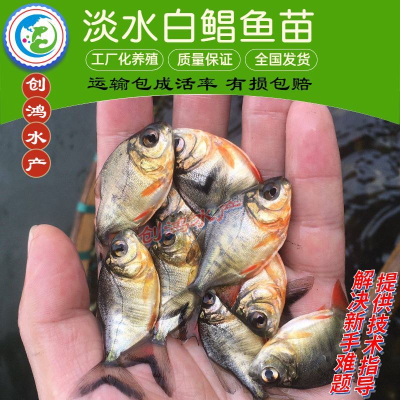 【2023新苗】淡水白鲳鱼苗红鲳鱼苗鲳鱼苗淡水养殖