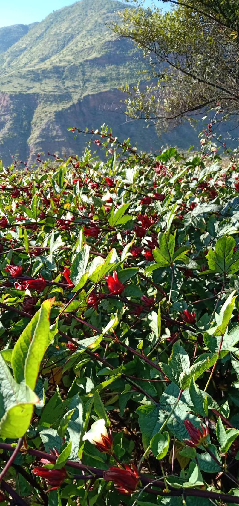 2023年11月份新洛神花种子，玫瑰茄种子，发芽率高。