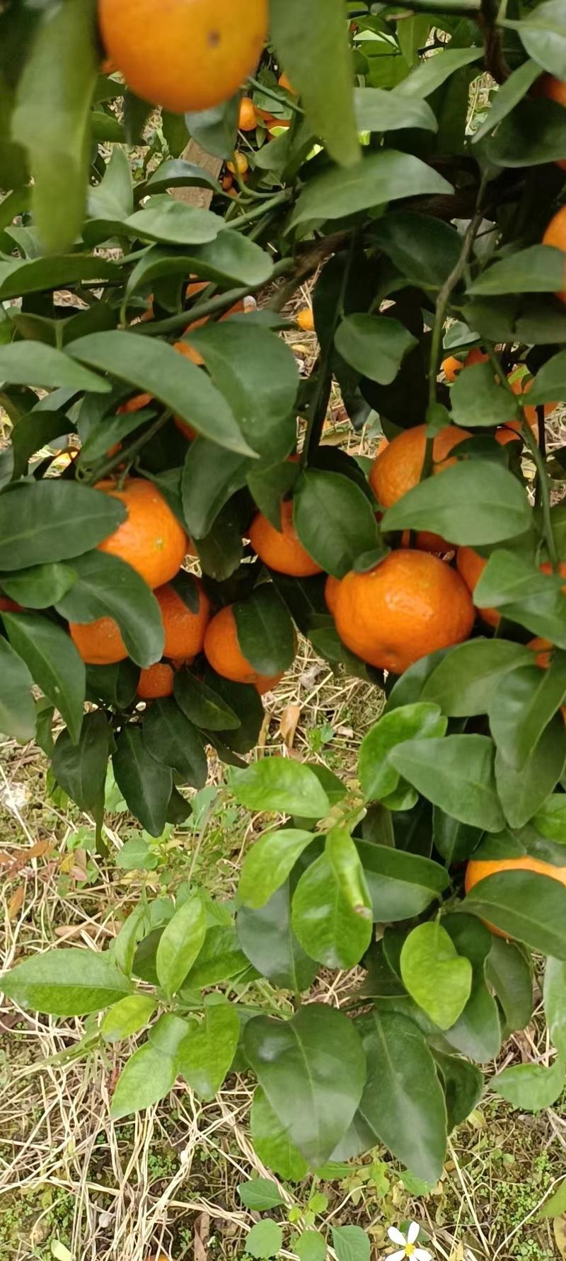 广西砂糖橘大量上市，货源充足每天可以提供三万斤果欢迎咨询