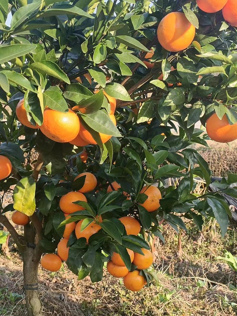 广西砂糖橘大量上市，货源充足每天可以提供三万斤果欢迎咨询