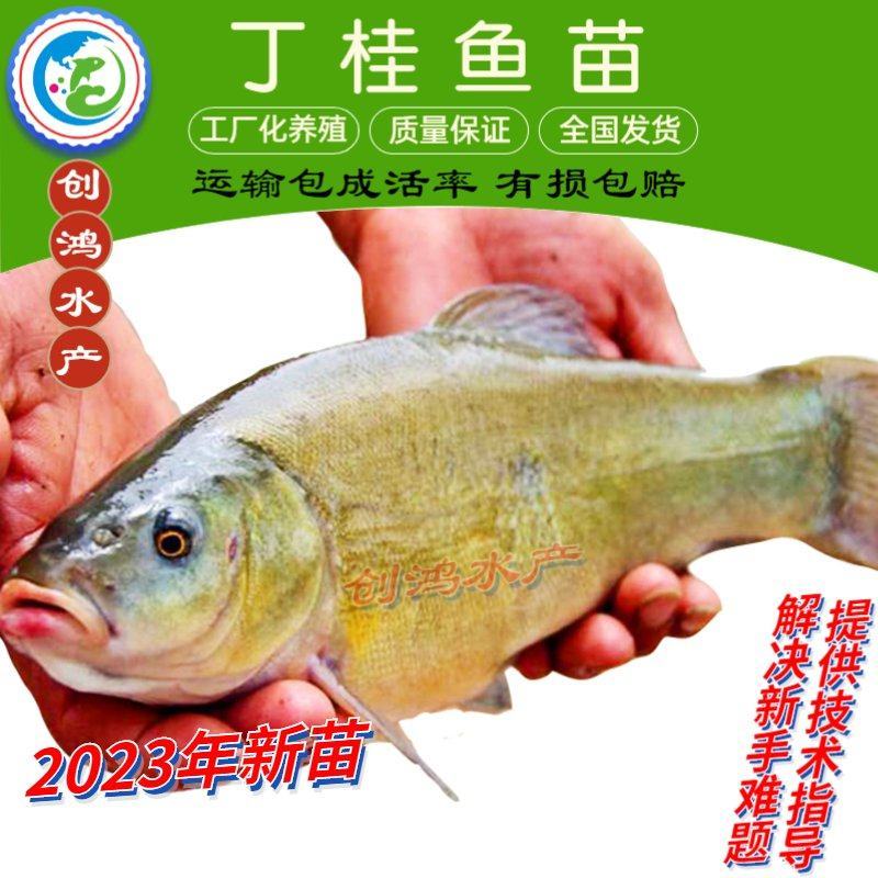 【2023新苗】丁桂鱼鱼苗欧洲丁鱥鱼苗丁桂鱼水花供应