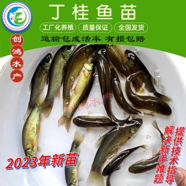 【2023新苗】欧洲丁鱥鱼苗丁桂鱼苗丁桂鱼水花