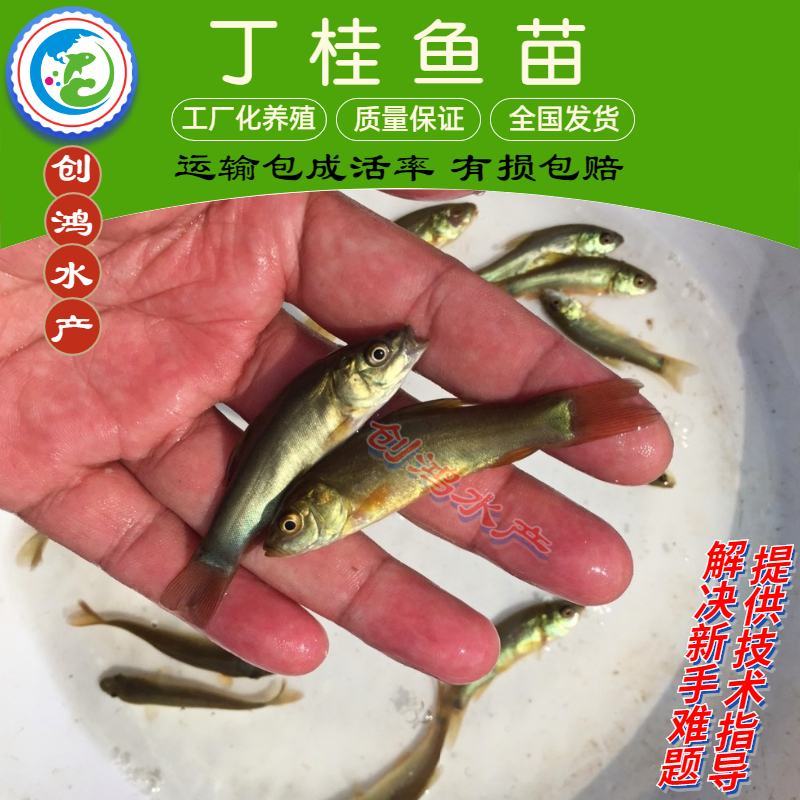 2023新苗优质丁桂鱼鱼苗欧洲丁鱥鱼苗食用观赏鱼