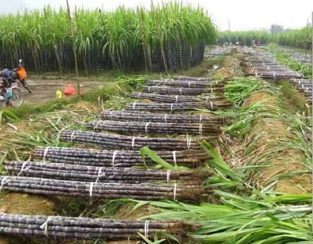 甘蔗田间施肥场景