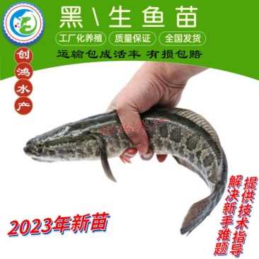 【2023新苗】优质黑鱼鱼苗生鱼苗乌鱼苗杂交黑鱼苗