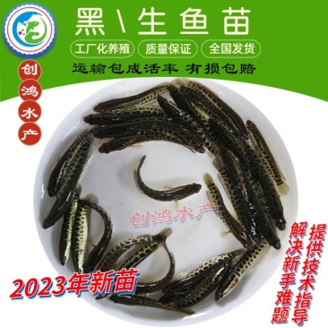 【2023新苗】优质黑鱼鱼苗生鱼苗乌鱼苗高抗病力