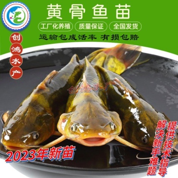 【2023新苗】全雄黄骨鱼鱼苗杂交黄骨鱼苗单性黄颡鱼苗