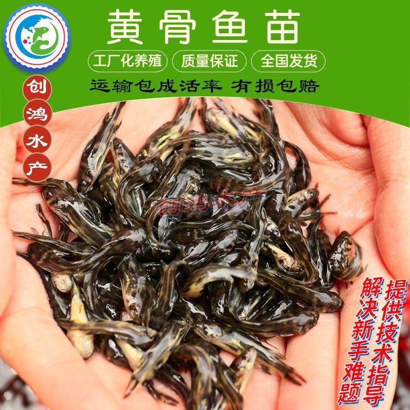 【2023新苗】全雄黄骨鱼鱼苗杂交黄骨鱼苗单性黄颡鱼苗