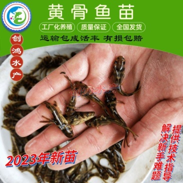 【2023新苗】全雄黄骨鱼鱼苗杂交黄骨鱼苗单性黄颡鱼苗