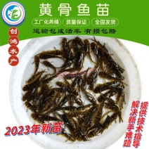 2023新苗全雄黄骨鱼苗黄颡鱼苗杂交黄骨鱼苗黄辣丁
