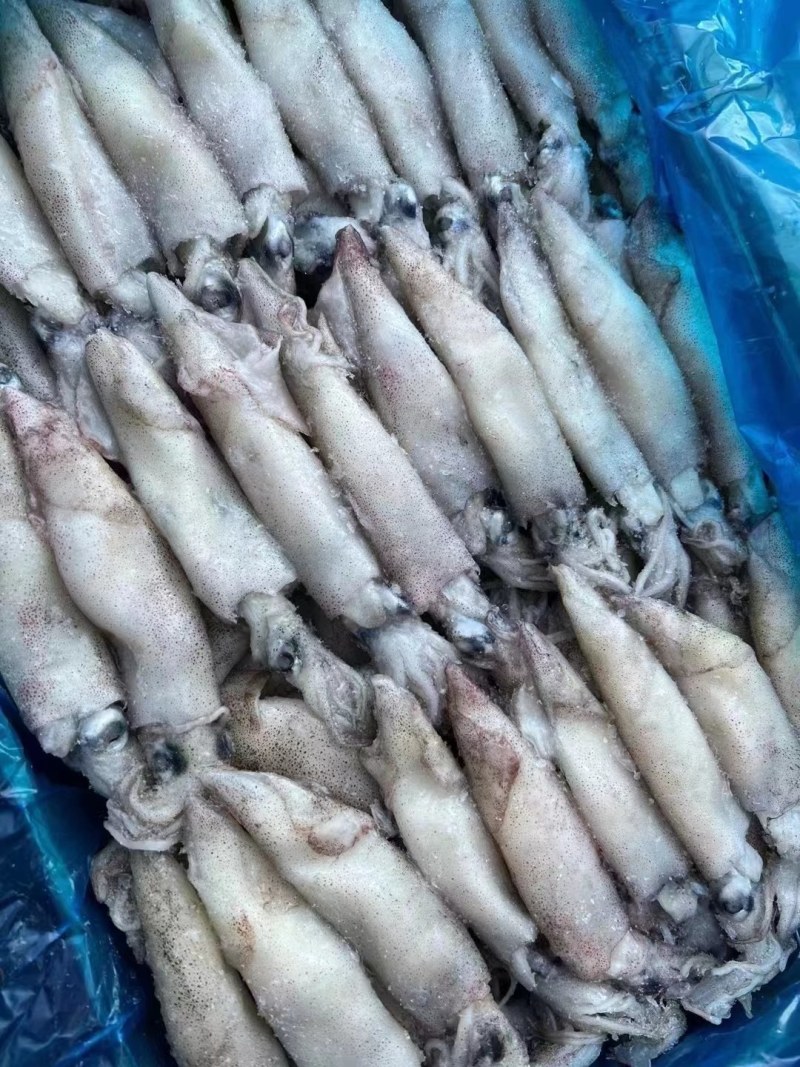 小乌贼