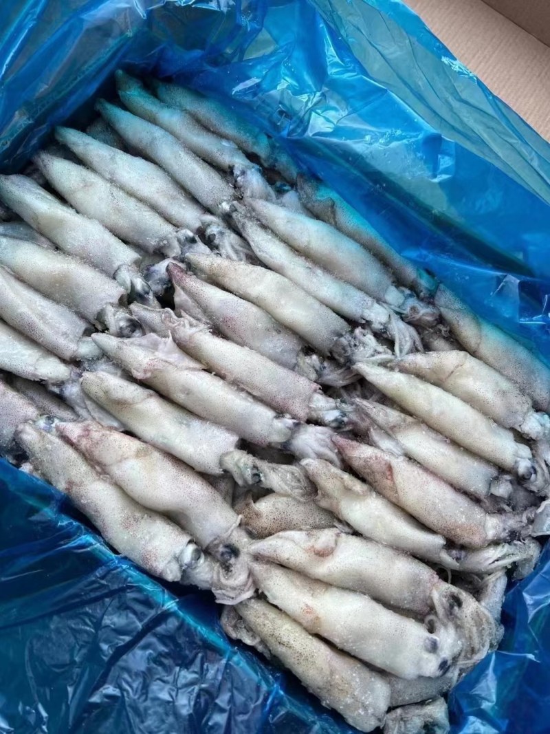 小乌贼