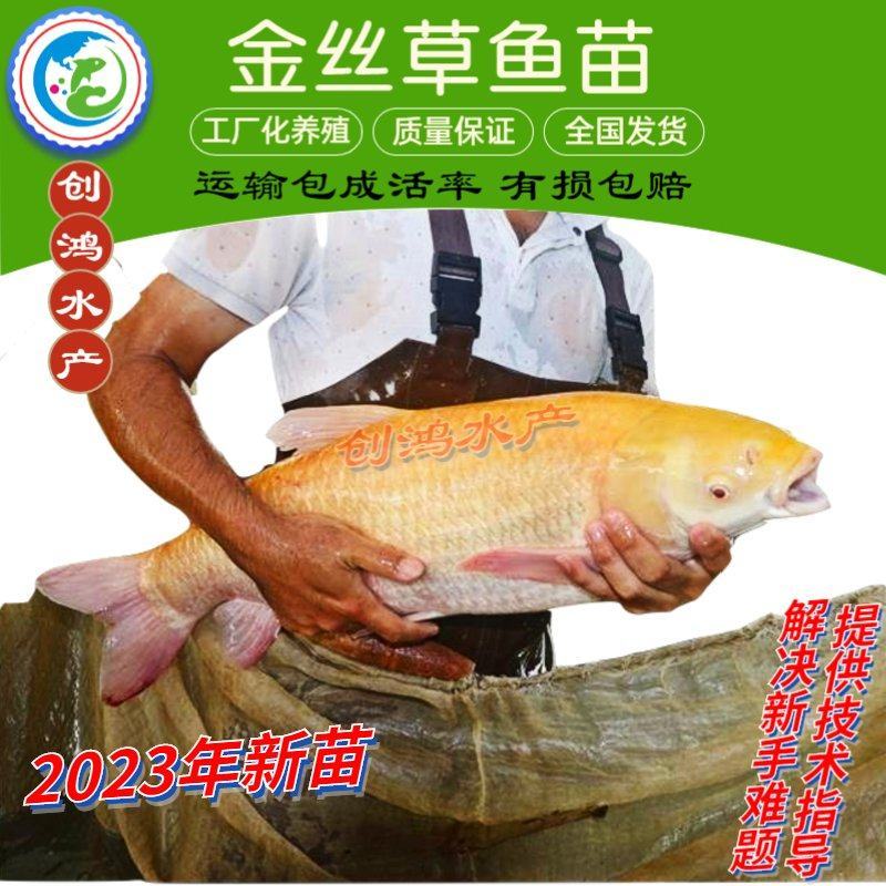【2023新苗】俄罗斯金草鱼苗金丝草鱼苗黄金鲩鱼苗