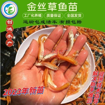 【2023新苗】金草鱼苗俄罗斯金丝草鱼苗淡水养殖