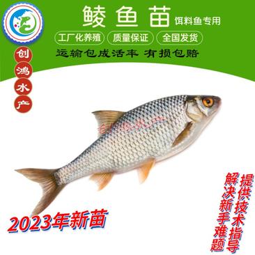 【2023新苗】鲮鱼苗鲮鱼鱼苗鲮鱼水花饲料鱼苗
