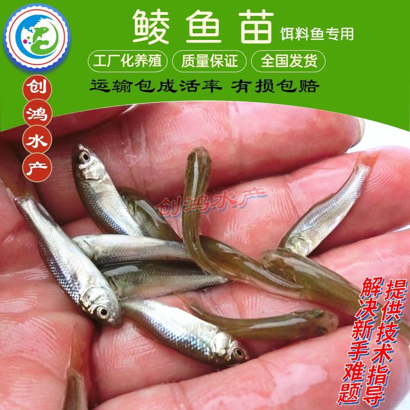 【2023新苗】鲮鱼苗鲮鱼鱼苗鲮鱼水花饲料鱼苗