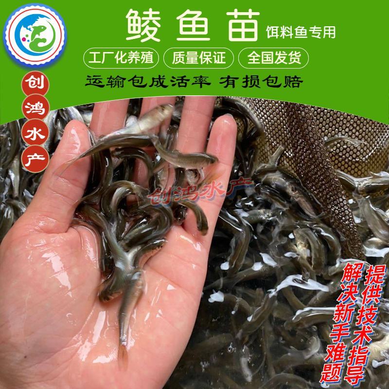 【2023新苗】鲮鱼苗鲮鱼鱼苗鲮鱼水花饲料鱼苗