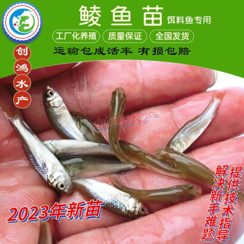 2023新苗鲮鱼苗批发土鲮鱼苗鲮鱼水花桂花饲料鱼苗