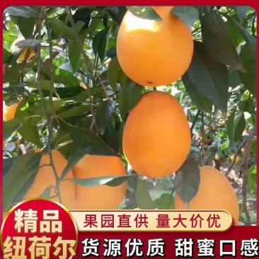 【诚信】脐橙，纽荷尔脐橙，质量好，口感纯甜。量大从优