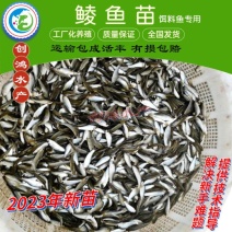 【2023新苗】土鲮鱼苗麦鲮鱼苗鲮鱼水花饲料鱼