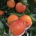 福建红肉脐橙精品血橙大量供货产地直供量大从优对接全国