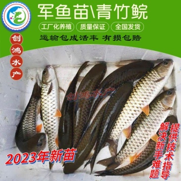 【2023新苗】青竹鲩鱼苗军鱼苗光倒刺鲃淡水养殖